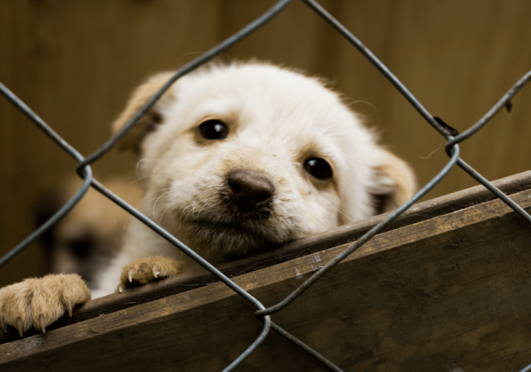 Choosing Your Pet: The Pros and Cons of Buying from a Pet
