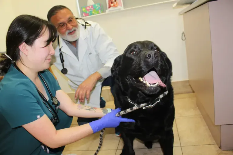 Pet at Union City Veterinary Medical Center