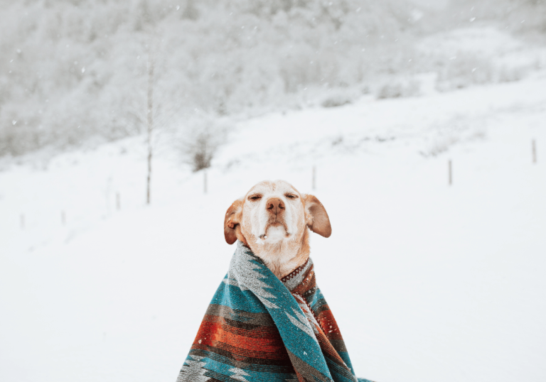 Recognizing Cold Symptoms in Dogs