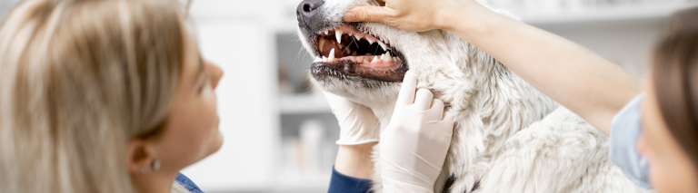 The Significance of Dental Health for Dogs