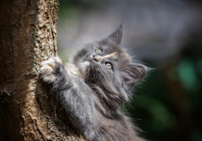 Understanding Cat Breed Characteristics: Guide and Tips