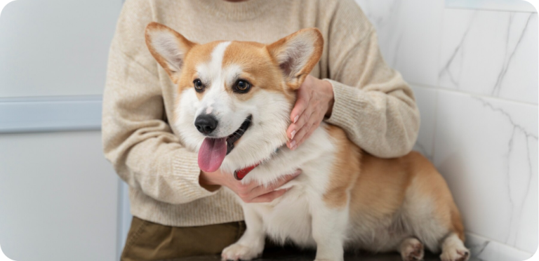 Understanding Fleas: Prevention and Treatment