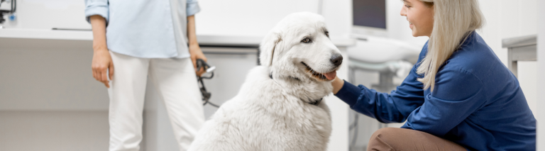 Understanding Hypothyroidism in Dogs