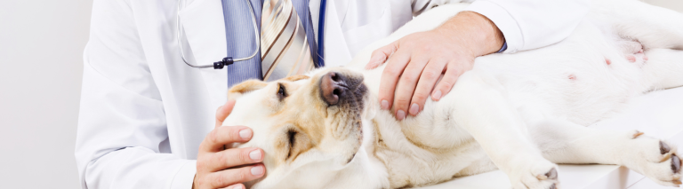 Understanding Leptospirosis in Pets