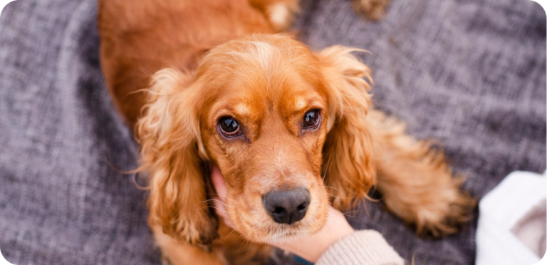 Understanding Pet Arthritis